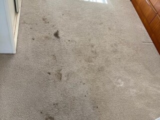 Carpet stain removal service Adelaide